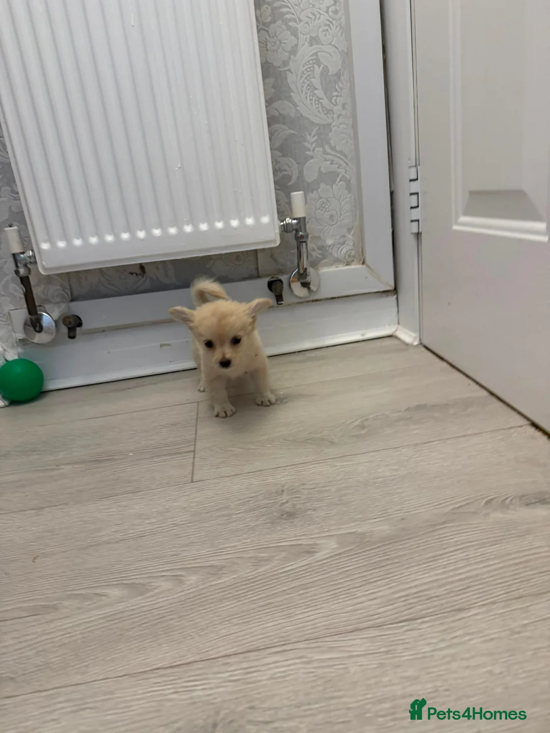 Pomchi dogs for sale: Pomeranian/chihuahua micro pups in Birmingham - Advert 1