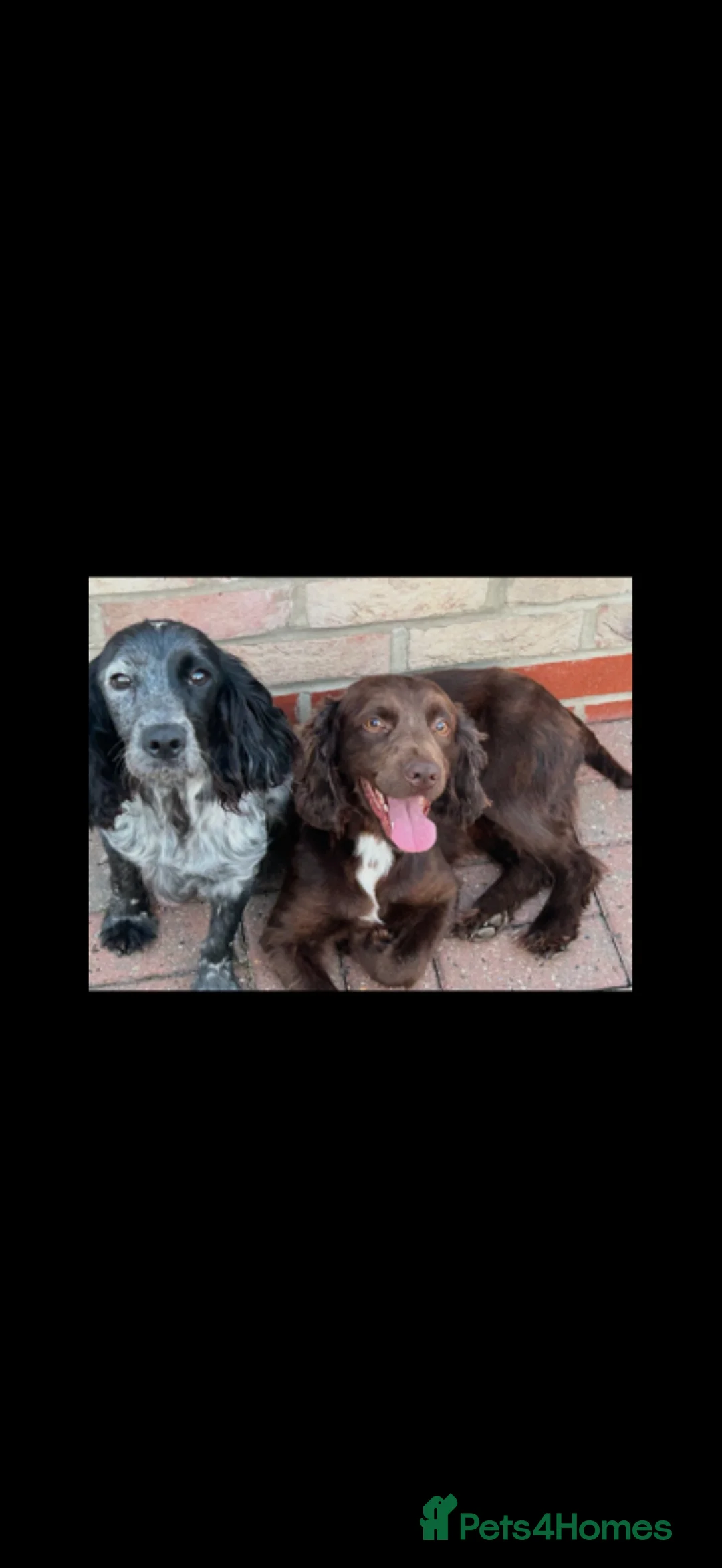 Cocker Spaniel dogs for sale: Cocker spaniel pups - Advert 2