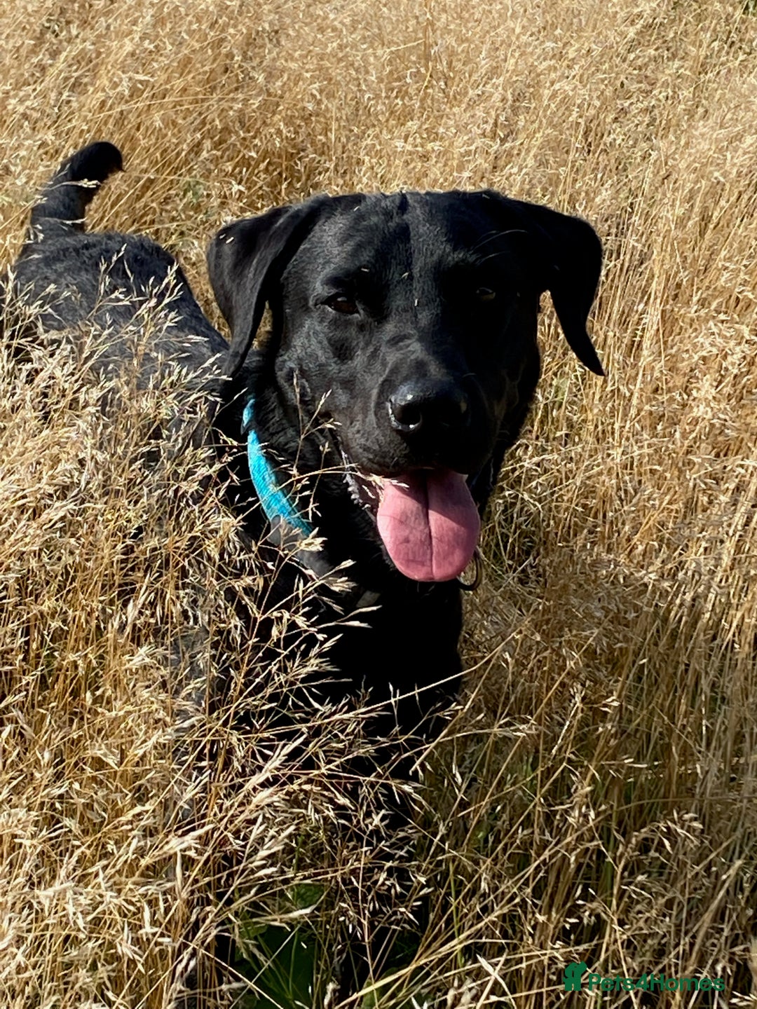 Labrador Retriever dogs for stud: Proven KC registered black field lab, for stud in Wirral - Advert 6