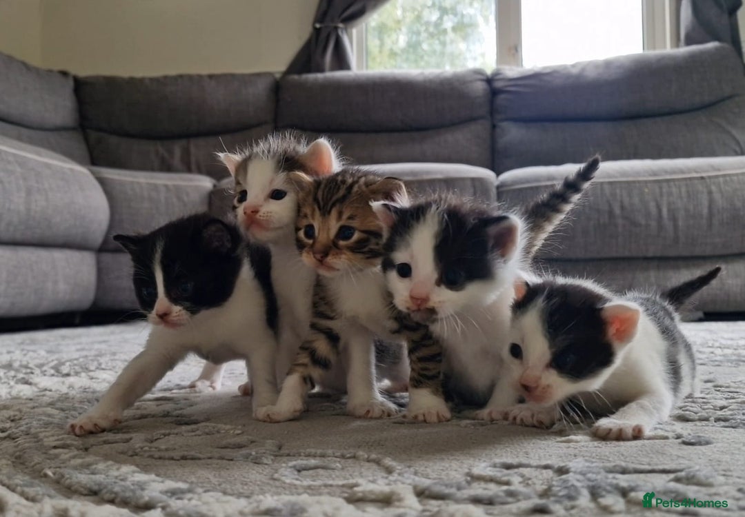 Maine Coon cats for sale: Beautiful Maine Coon X kittens  - Image 1