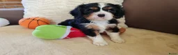 Cavalier King Charles Spaniel dogs for sale: Kc Beautiful puppies for sale. - Advert 22