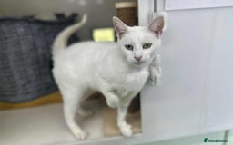 Domestic Shorthair cats for adoption: Marie - Image 1