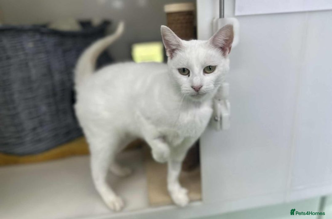 Domestic Shorthair cats for adoption: Marie - Image 1