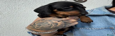 Dachshund Puppy 5