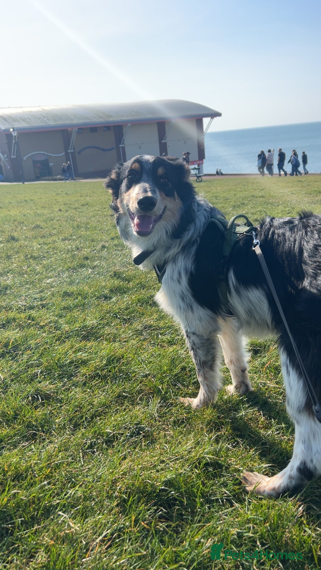 Mixed Breed dogs for sale: Jynx 1Yr4mnth Border Collie looking for right home - Advert 1