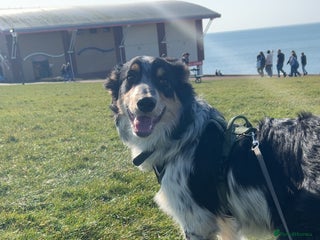 Mixed Breed dogs Jynx 1Yr4mnth Border Collie looking for right home - Advert 14