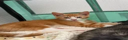 Mixed Breed cats for sale: Maine coon mixed kitten clever and very very sweet in Chelmsford - Advert 12