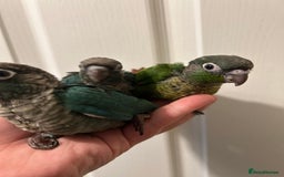 Conures birds for sale: Super Cuddly Hand Reared Baby Conures  in Newcastle upon Tyne - Image 3