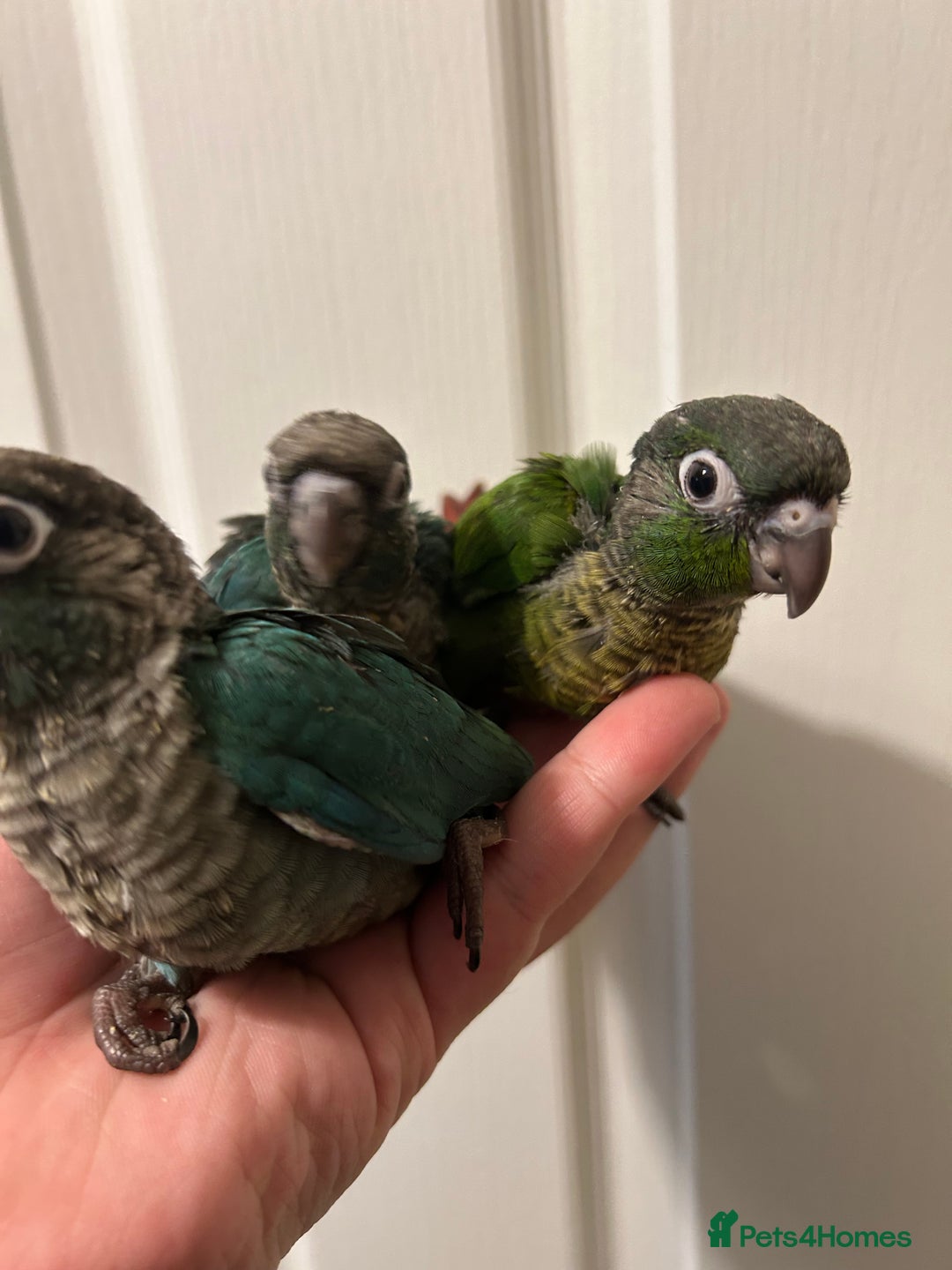 Conures birds for sale: Super Cuddly Hand Reared Baby Conures  in Newcastle upon Tyne - Image 3