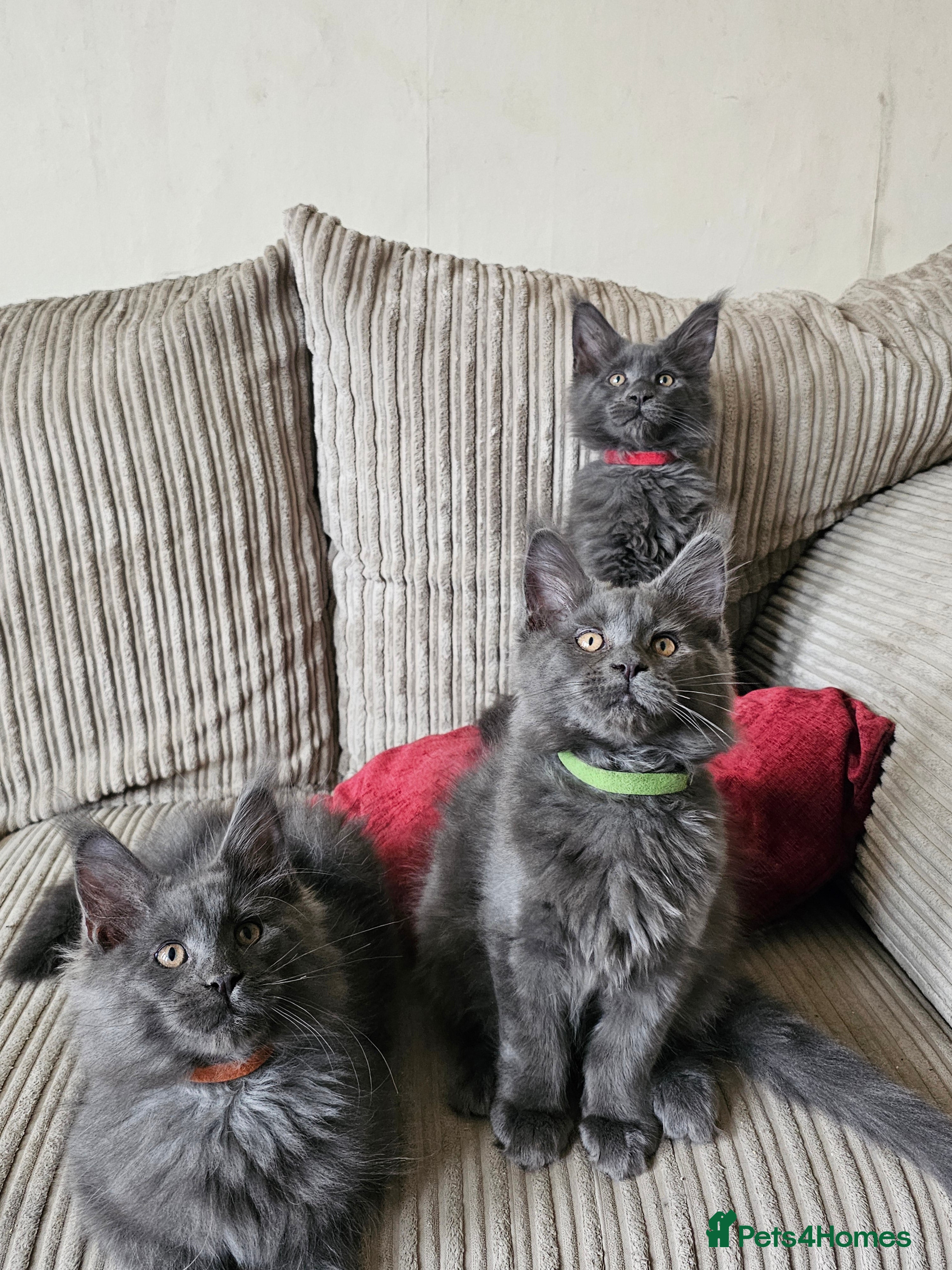 Maine Coon cats Blue Maine Coon Kittens in Dover - Advert 4