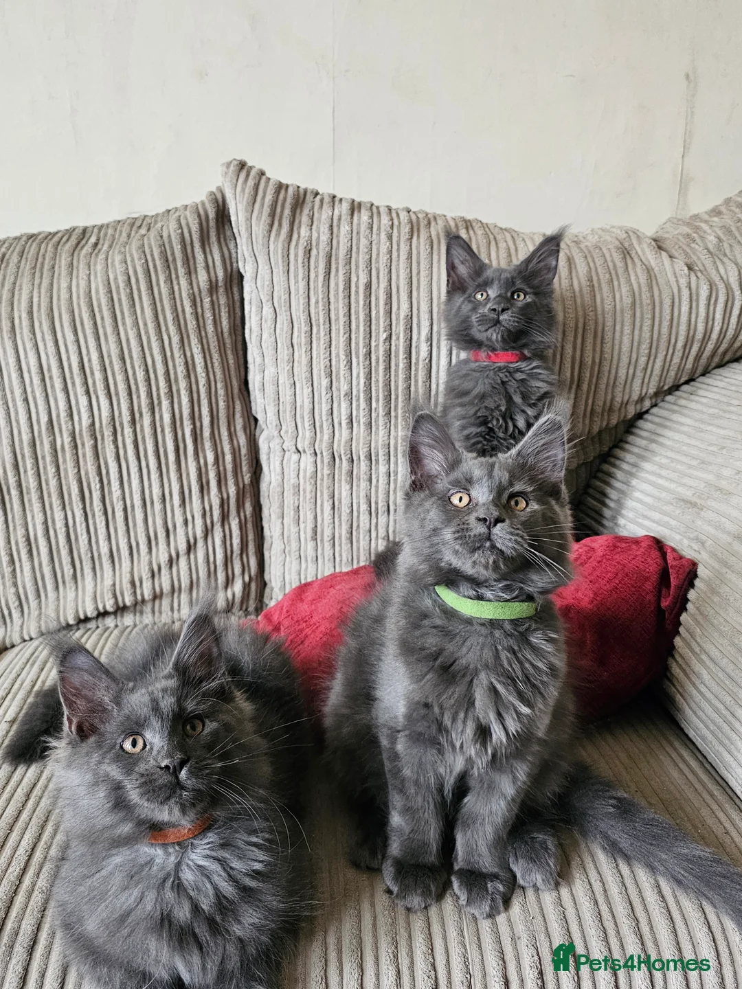 Maine Coon cats for sale: Blue Maine Coon Kittens in Dover - Advert 1