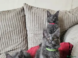 Maine Coon cats Blue Maine Coon Kittens in Dover - Advert 5
