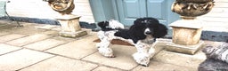 Standard Poodle dogs for sale: Exceptional Standard Parti Poodle puppies due  - Advert 5