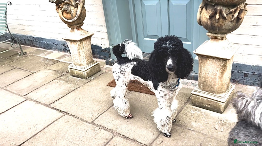 Standard Poodle dogs for sale: Exceptional Standard Parti Poodle puppies due  - Advert 5