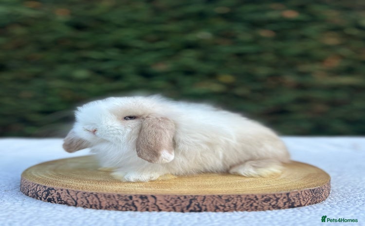 Mini Lop rabbits in Bury Saint Edmunds - Advert 13