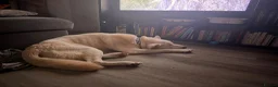 Mixed Breed dogs for sale: Ghost - Advert 4