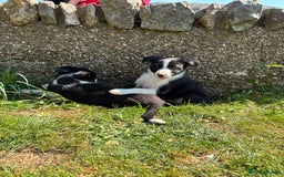 Border Collie dogs for sale: Working Border Collie Puppies - Image 6
