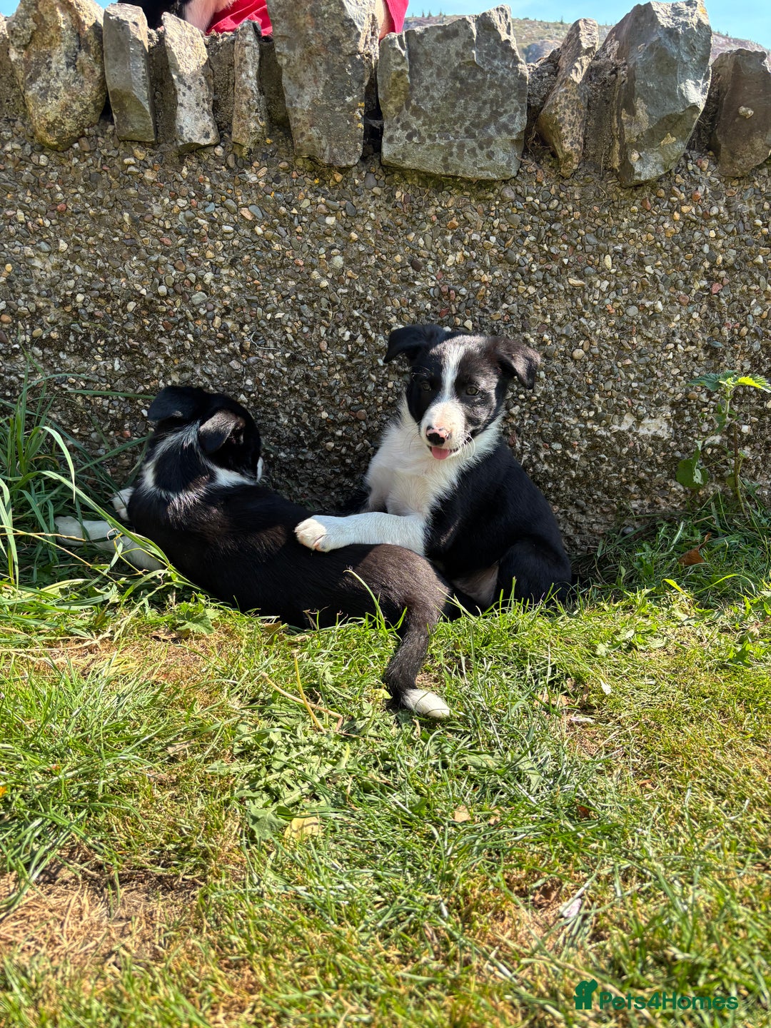 Border Collie dogs for sale: Working Border Collie Puppies - Image 6