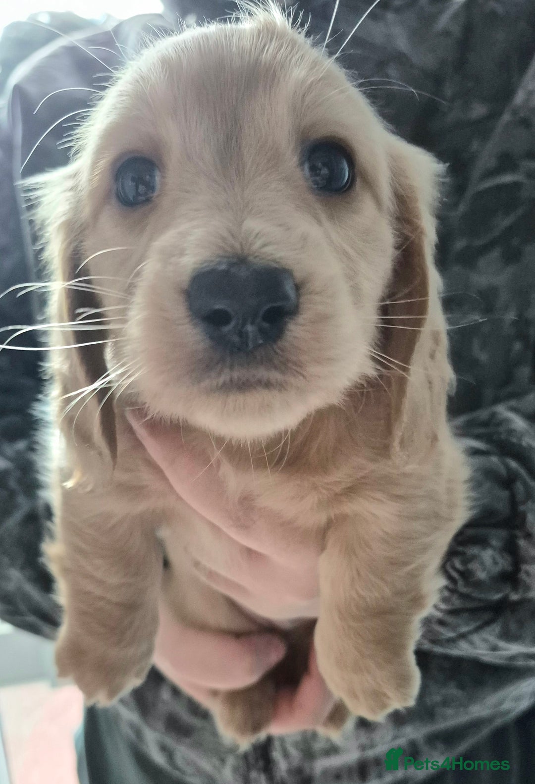 Miniature Dachshund dogs for sale: Miniature dachshund KC reg long haired cream - Advert 12