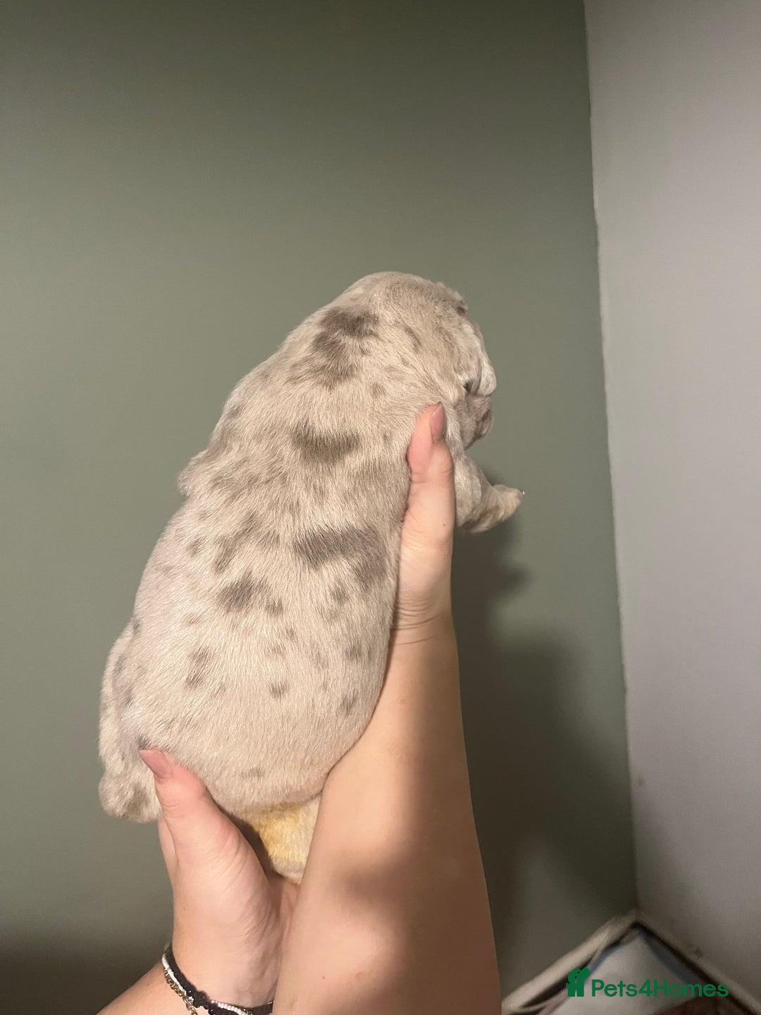 Olde English Bulldogge dogs for sale: Old English bulldog  - Advert 17