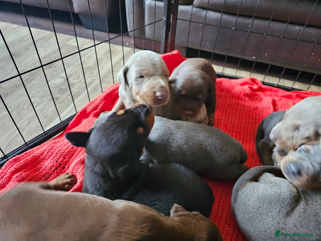 Dobermann dogs for sale: Outstanding Doberman Puppies - Image 7