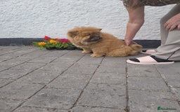 Chow Chow dogs for sale: KC Reg Red Girl ready for her forever home 🏡 in Thornton-Cleveleys - Image 2