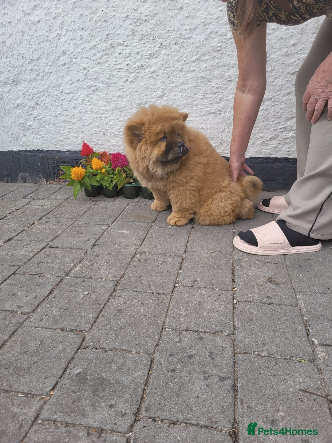 Chow Chow dogs for sale: KC Reg Red Girl ready for her forever home 🏡 in Thornton-Cleveleys - Image 2