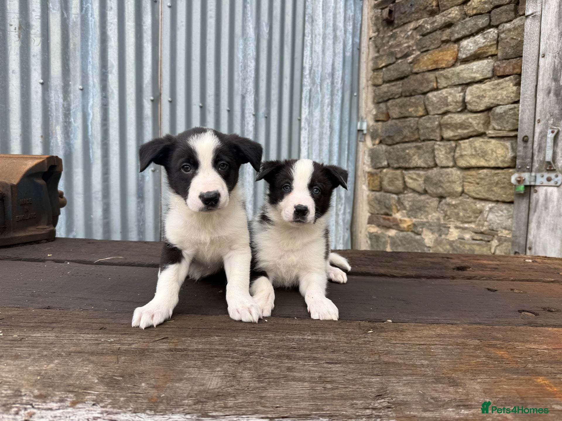 Border Collie dogs Stunning red / blue / black & white pups - Advert 2