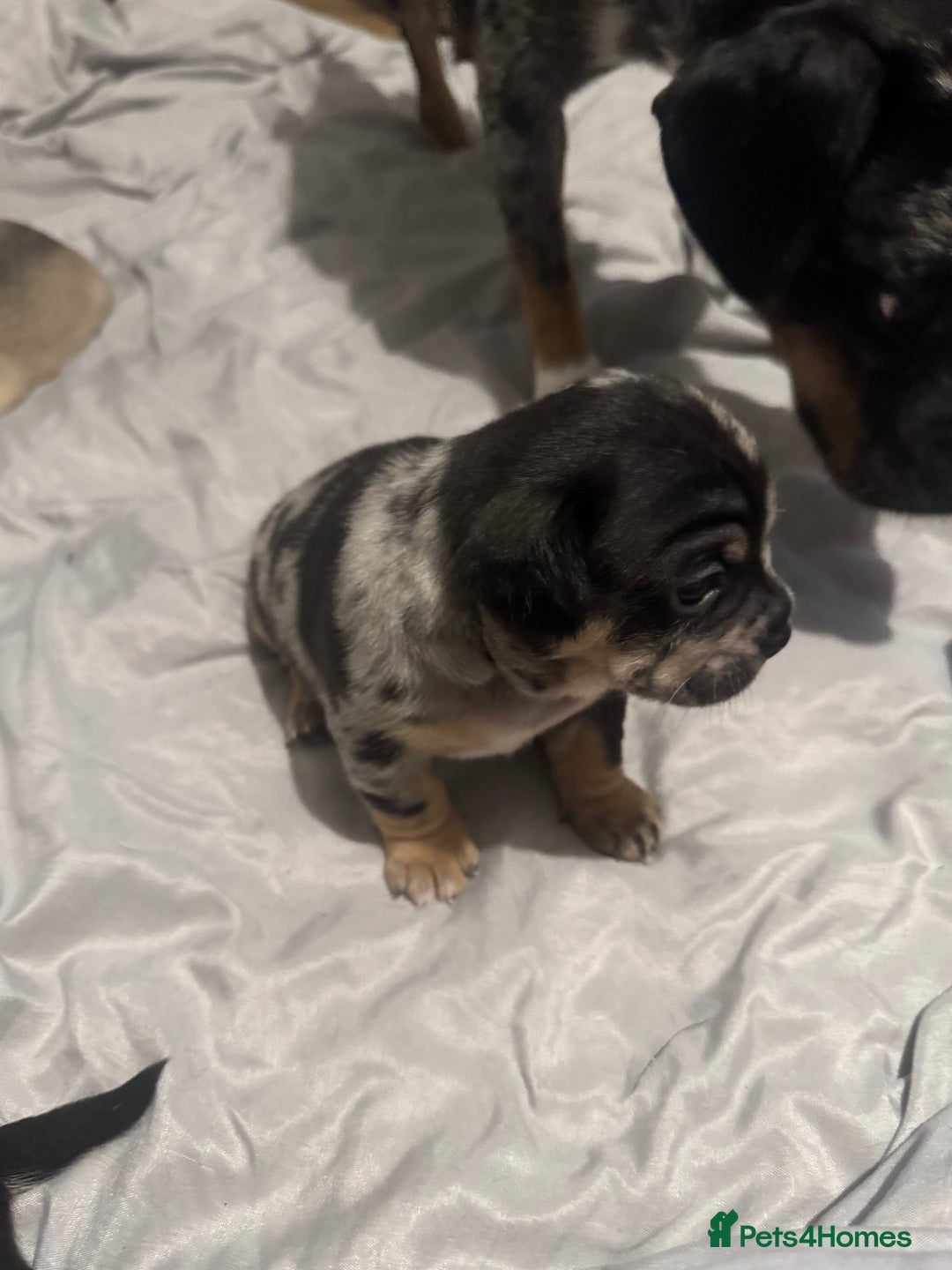 Mixed Breed dogs for sale: French Bulldog/Manchester Terrier hybrid. - Image 10