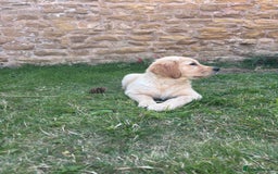 Golden Retriever dogs for sale: Ready now - Golden Retriever Puppies  - Image 19