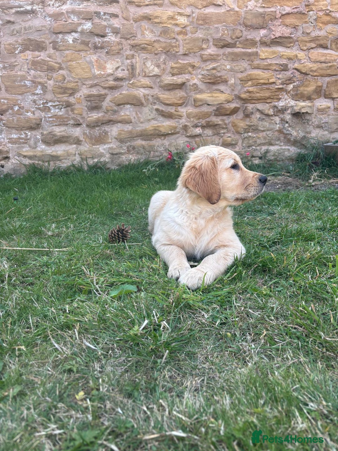 Golden Retriever dogs for sale: Ready now - Golden Retriever Puppies  - Image 19