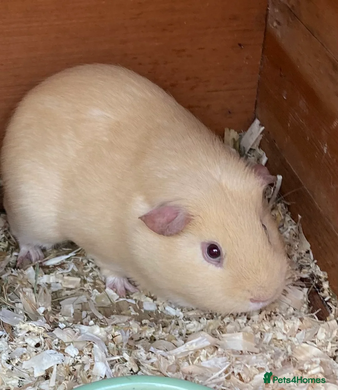 Guinea Pig rodents for sale: Bonded Guinea pig brothers for adoption in North Tawton - Advert 5