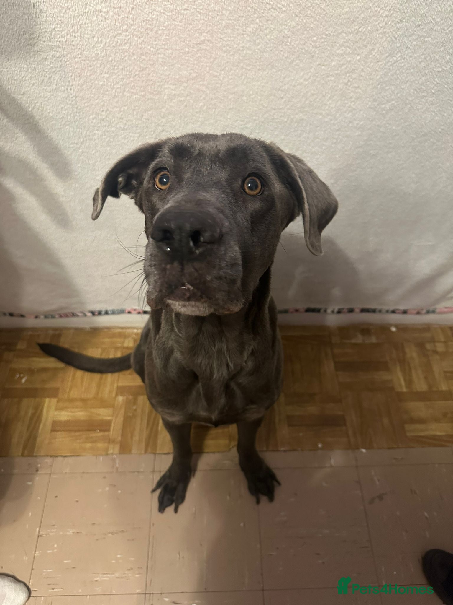 Mixed Breed dogs Cane corso x Alpha blueblood bull dog - Advert 1