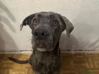 Mixed Breed dogs Cane corso x Alpha blueblood bull dog - Advert 1