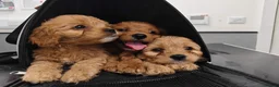 Cavapoo dogs for sale: Last girl ready to rehome in Preston - Advert 9