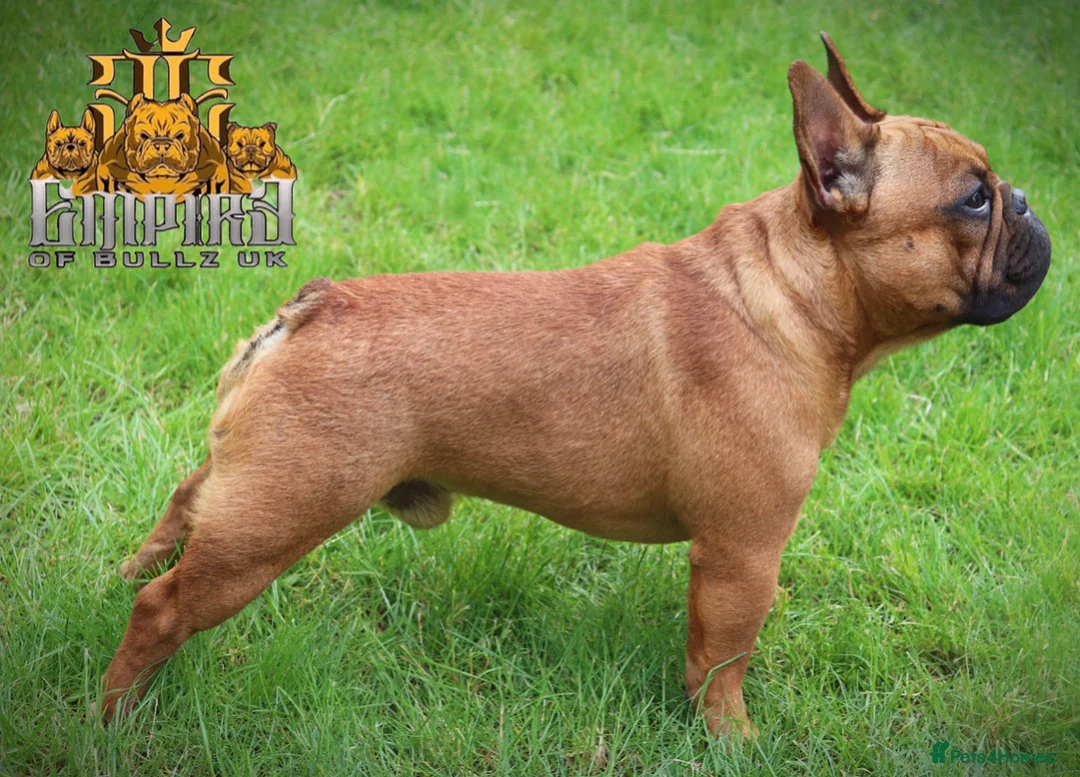 French Bulldog dogs for stud: 💥3x Ch Rocky of Empire OB UK💥FBCE Silver Tested in Doncaster - Advert 7
