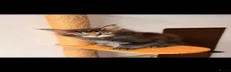 Maine Coon cats for sale: 🐾 FIVE MAINE COON (TWO POLYDACTYL)  - Advert 13