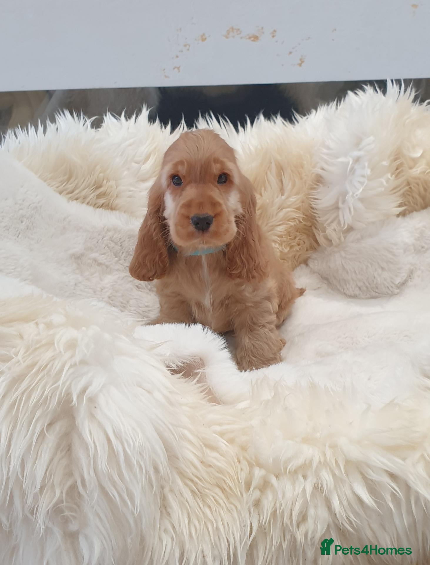 Cocker Spaniel dogs Show line K.C Cocker Spaniel Puppies  - Advert 1