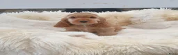 Cocker Spaniel dogs for sale: Show line K.C Cocker Spaniel Puppies  - Advert 6