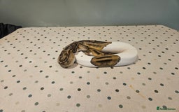 Python Snake reptiles for sale: 4x Royal Pythons for sale - Image 14
