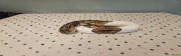 Python Snake reptiles for sale: 4x Royal Pythons for sale - Advert 14