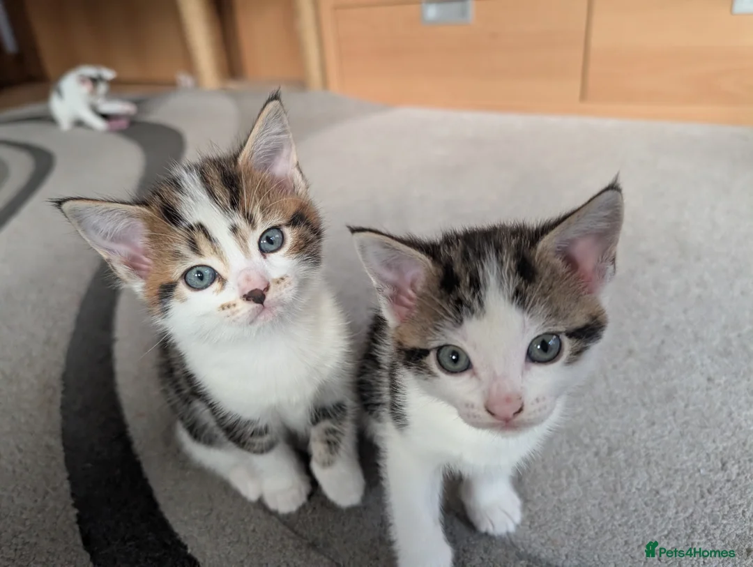 Mixed Breed cats for sale: Beautiful kittens  in Southampton - Advert 7