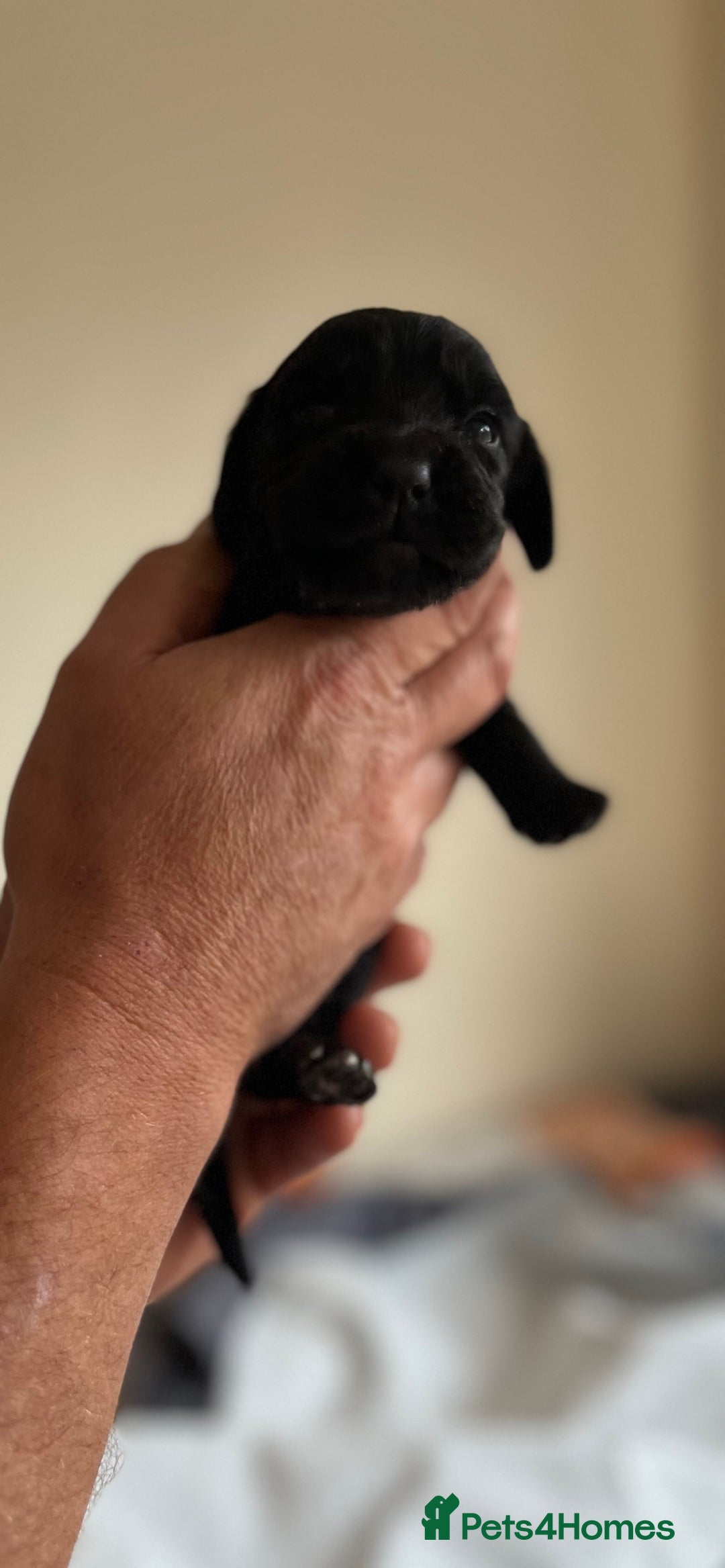 Cocker Spaniel dogs for sale: 6 adorable Cocker Spaniel pups - Image 17