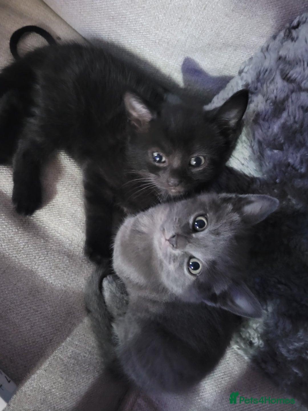 Mixed Breed cats for sale: Healthy cute grey baby boy kitten - Advert 2