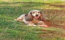 Cocker Spaniel dogs for sale: Health tested small cocker spaniels  - Image 9