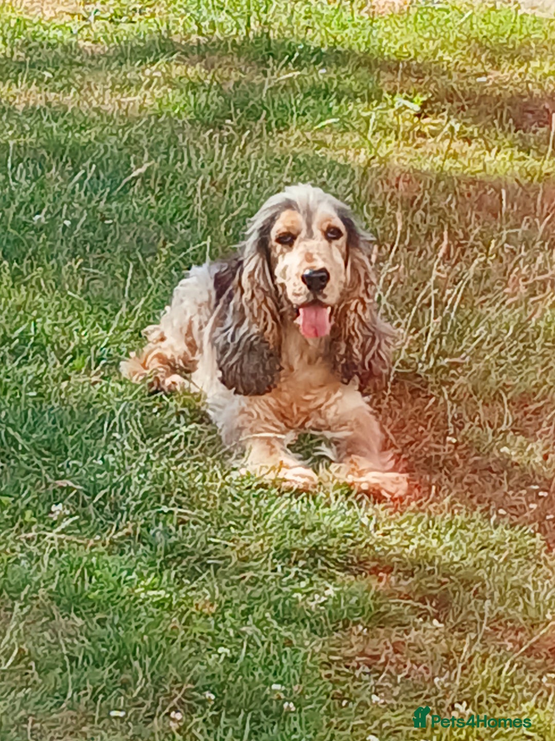 Cocker Spaniel dogs for sale: Health tested small cocker spaniels  - Image 9