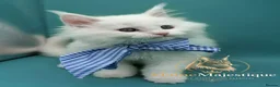 Maine Coon cats for sale: Pedigree Cute Mainecoon Kittens TICA Registered  - Advert 4
