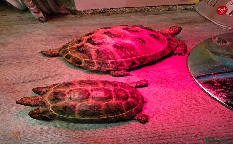 Tortoise reptiles - Advert 4