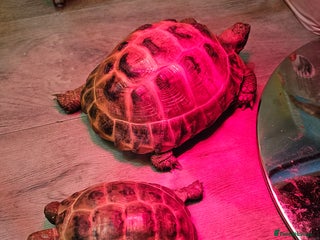 Tortoise reptiles for sale - Advert 1