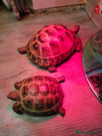 Tortoise reptiles - Advert 1